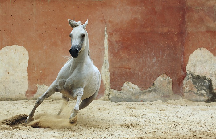 Рустам Чотчаев фотография #6