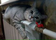 Данил Волков фотография #35 (источник - https://vk.com/id87910711)