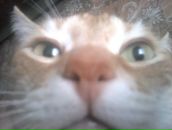 Фотография Лысакова Дмитрия