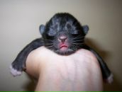 Фотография Орлова Олега