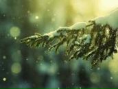 Фотография Сорокиной Розы