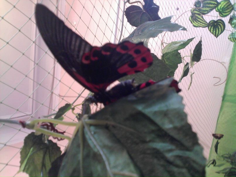 Катя Клименко фотография #26