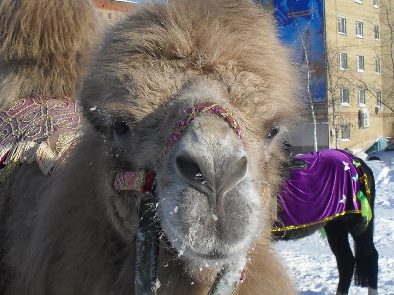 Сергей Адов фотография #16