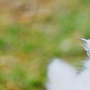 Ірина Мисюк фотография #49 (источник - https://vk.com/id105920111)