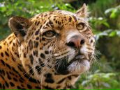 Фотография Климова Виталия