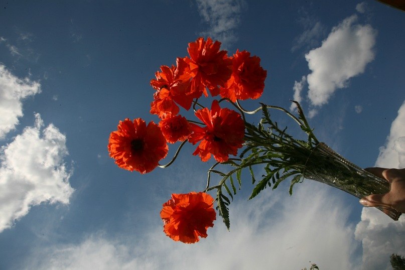 Елена Полеченко фотография #33