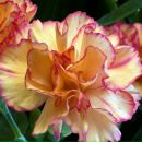 Оксана Щемелєва фотография #22 (источник - https://vk.com/id151650137)