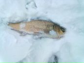 Руслан Степанюк фотография #32 (источник - https://vk.com/id80147663)