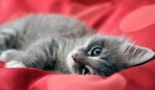 Фотография Орлик Алёны