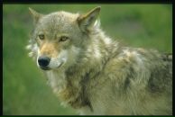 Андрій Івасюк фотография #29 (источник - https://vk.com/id103215161)