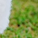 Іванна Панчук фотография #44 (источник - https://vk.com/id70090382)