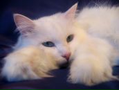 Фотография Чалышевой-Молчановой Алены