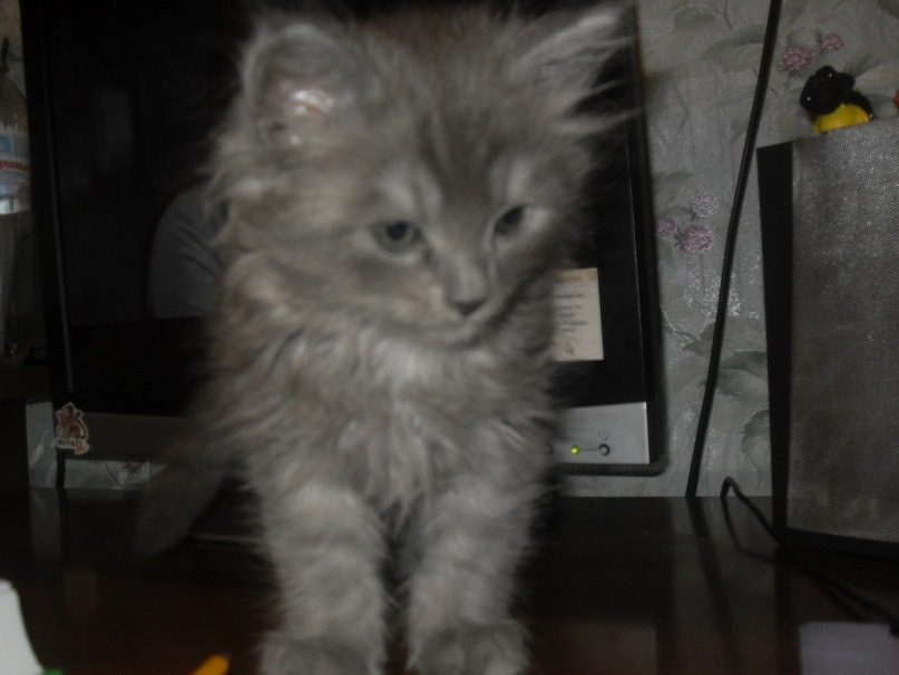 Игорь Адаменко фотография #22