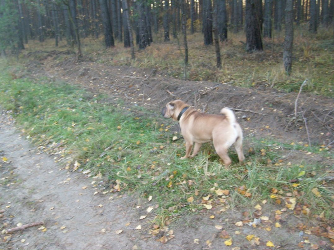 Гриша Дорощенко фотография #26