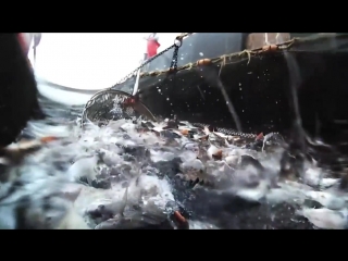 а Что, Если ЗЕМЛЯ СОЗДАЛА ЧЕЛОВЕЧЕСТВО ДЛЯ СВОИХ ЦЕЛЕЙ