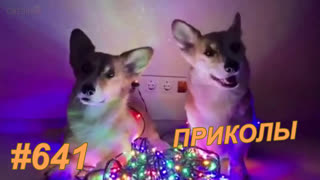 Приколы январь 2020 №641