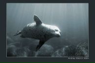 Фотография Алексеевой Алисы