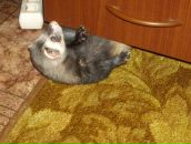 Дима Сергеевич фотография #31 (источник - https://vk.com/id1479155)