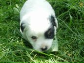 Соломія Юрченко фотография #18 (источник - https://vk.com/id80727518)