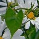 Стьопа Кушнір фотография #47 (источник - https://vk.com/id25392869)