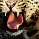 Aleksei N фотография #20 (источник - https://vk.com/id153556975)