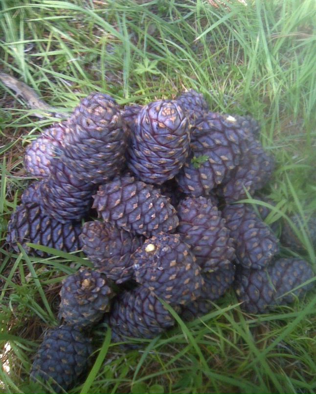 Алдын Тамдын фотография #29