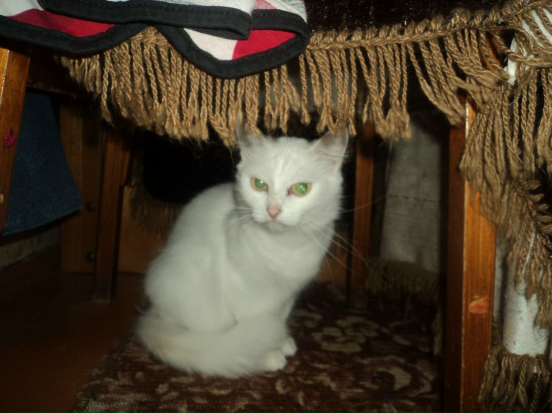 @@@fenay@@@ Kallen фотография #1