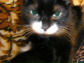 Фотография Вольвах Николай