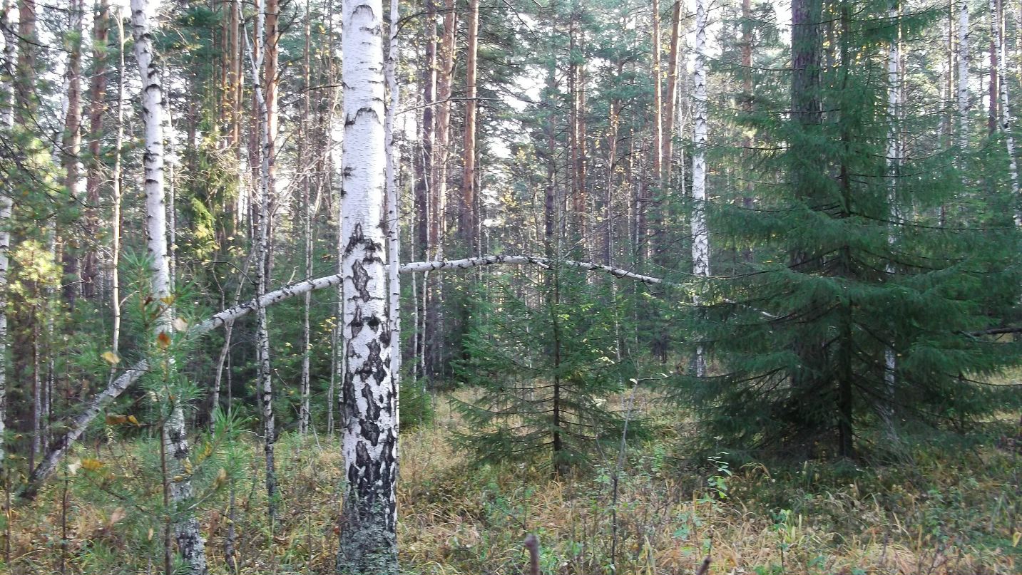 Александр Бабенко фотография #43