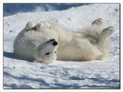 Фотография Раевского Александра