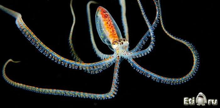 Денис Чалов фотография #26