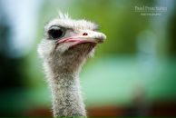 Фотография Франчишин Павел