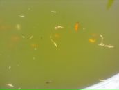 Иван Науменко фотография #26 (источник - https://vk.com/id1709245)