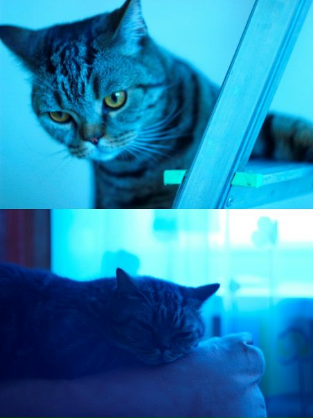 №8, Ксения Бачинская №8, Ксения Бачинская