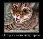 Василь Міляновський фотография #7 (источник - https://vk.com/id157342237)