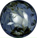 Евгений Алексеенко фотография #13 (источник - https://vk.com/id155011697)