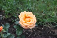 Фотография Шевченко Юли