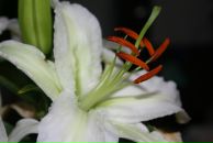 Фотография Власовой Ольги