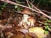 Роман Луців фотография #20 (источник - https://vk.com/id133385258)