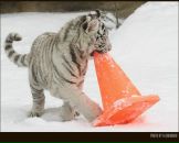 Фотография Шумихина Льва