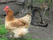 Маряна Сокіл фотография #39 (источник - https://vk.com/id8316949)