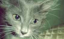 Фотография Шарафиевой Алины