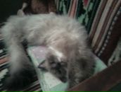 Лілія Горденко-Кутень фотография #18 (источник - https://vk.com/id61926689)