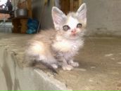 Андрій Головачко фотография #28 (источник - https://vk.com/id128521922)