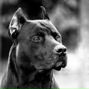 Ігорь Рошинець фотография #3 (источник - https://vk.com/id174165813)