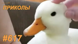 Приколы декабрь 2019 №617